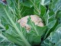 2003-0116cauli